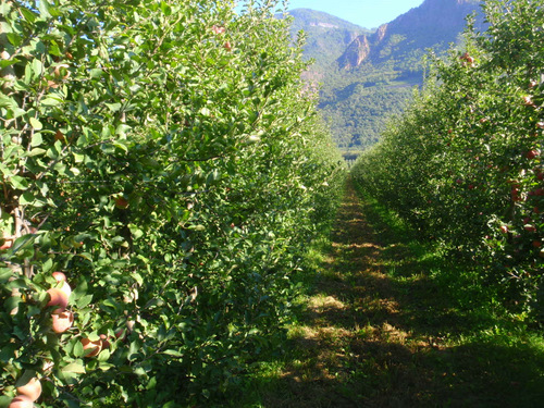 Apfel Orchard and Rest Area.